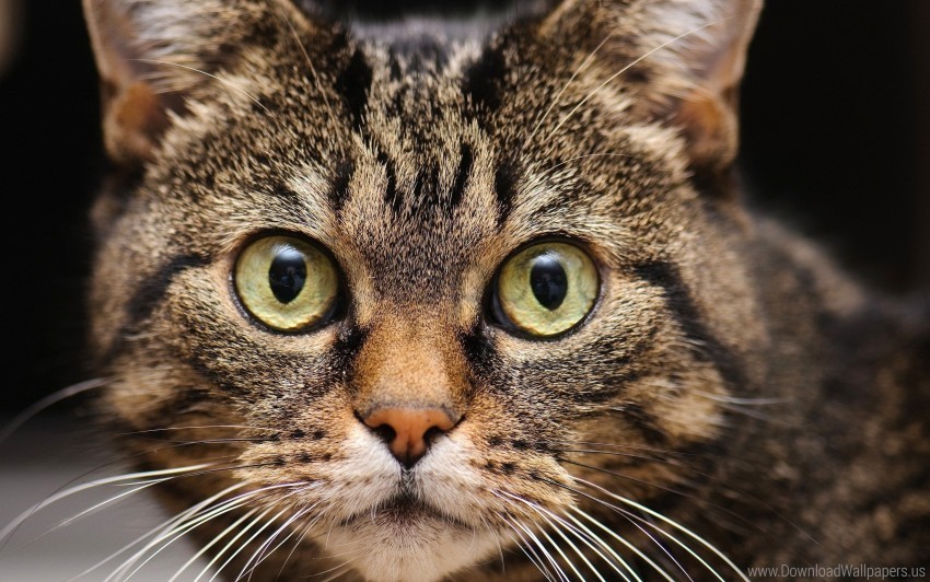 cat close-up eyes face fear wallpaper Clear PNG pictures package