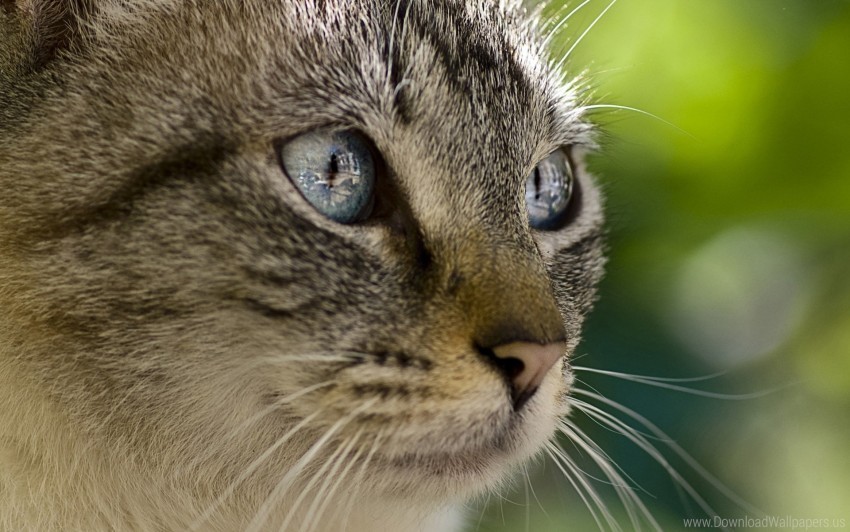 cat close up eyes face wallpaper Clear background PNG graphics