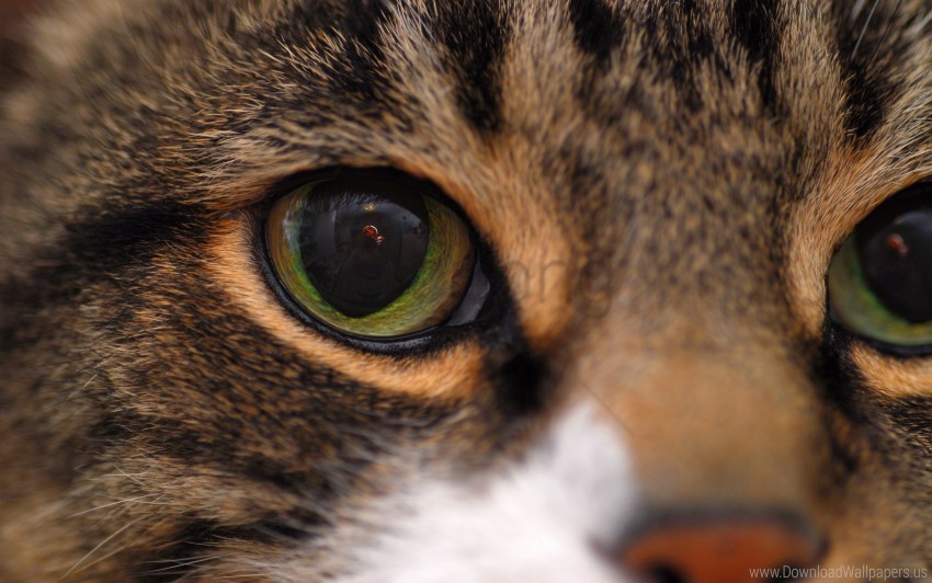 cat close-up eyes face wallpaper PNG files with clear backdrop collection