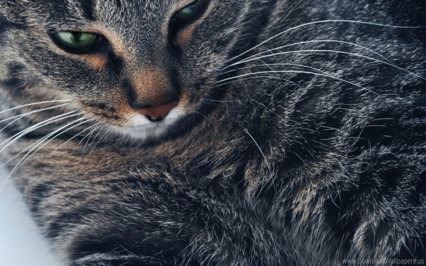 cat close-up eyes gray muzzle wallpaper PNG images free download transparent background