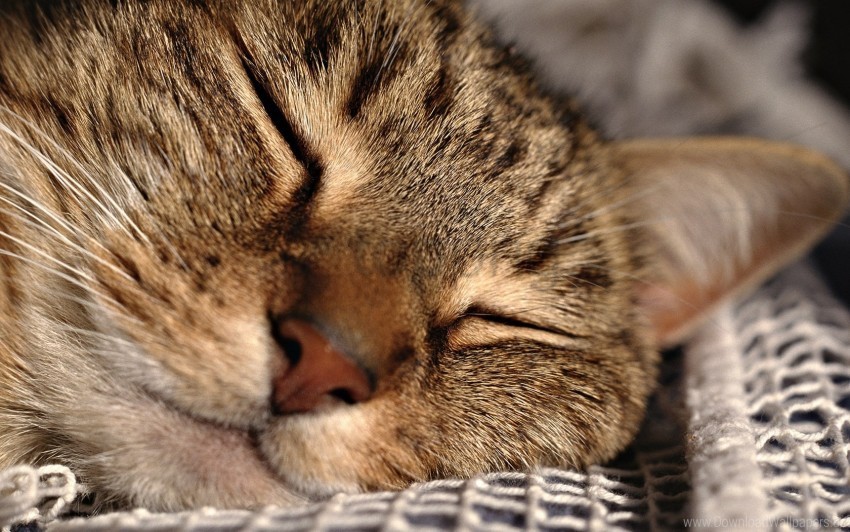 cat close-up face grid sleeping wallpaper PNG Image with Isolated Graphic