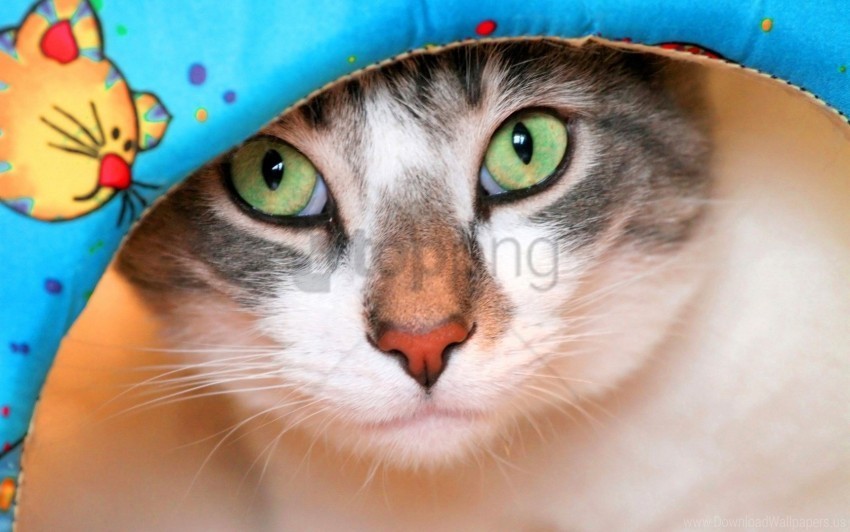 cat close-up face looks wallpaper Isolated Design on Clear Transparent PNG