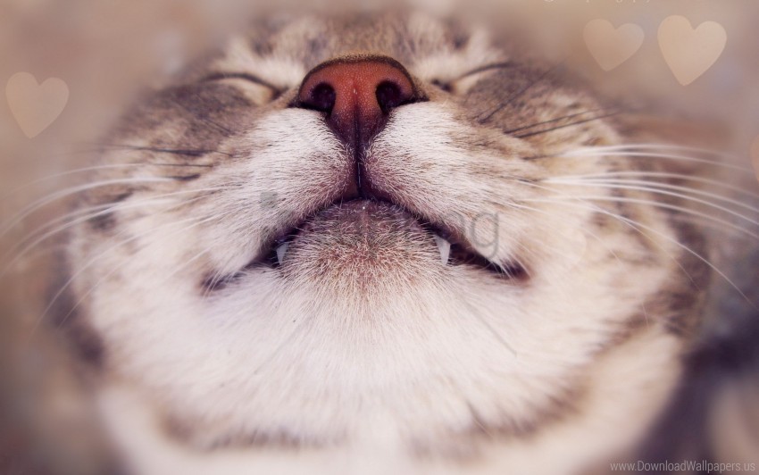 Cat Close Up Face Nose Smile Wallpaper Isolated Subject With Clear Transparent PNG