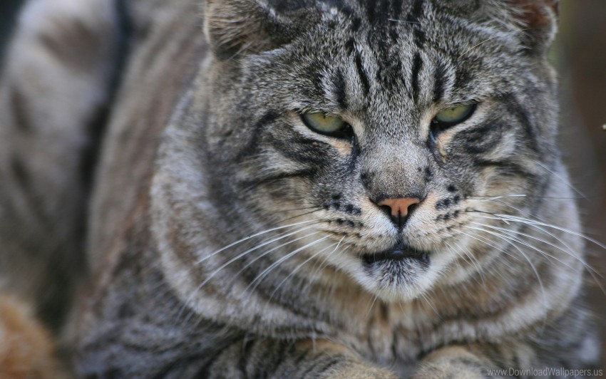 Cat Close-up Face Striped View Wallpaper Free PNG Images With Alpha Transparency Compilation