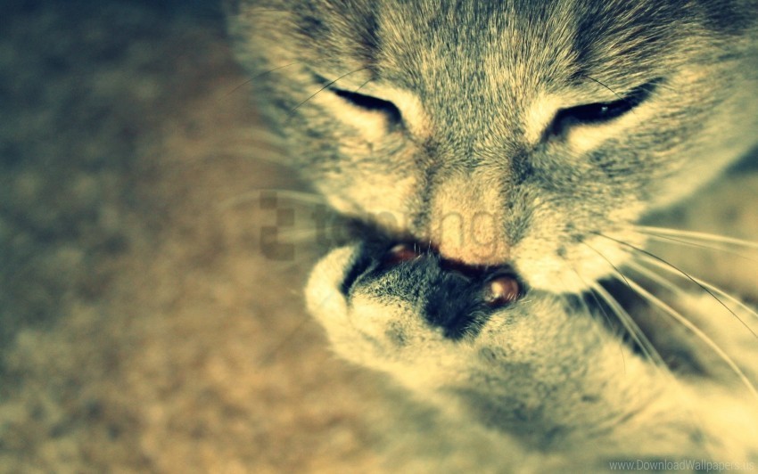 cat close-up muzzle paw wallpaper PNG transparent design