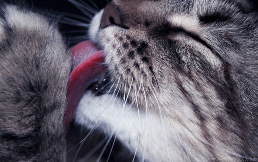 cat closeup face lick paw tongue wallpaper PNG images no background
