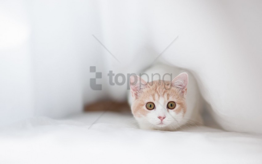 cat cloth fear shelter wallpaper PNG Image with Clear Isolated Object