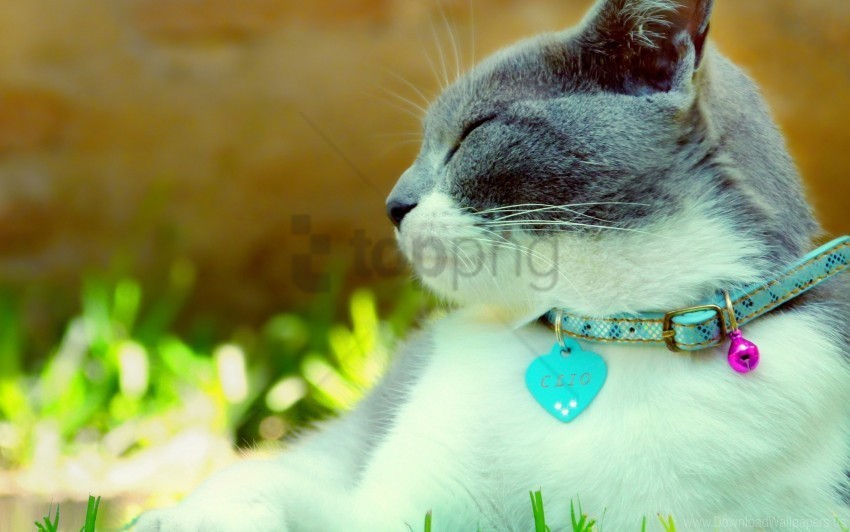 cat collar dazzling light spotted wallpaper PNG images with alpha transparency free