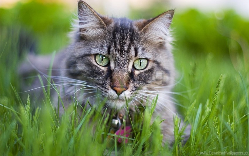 cat collar face furry grass wallpaper PNG Image with Transparent Isolated Graphic