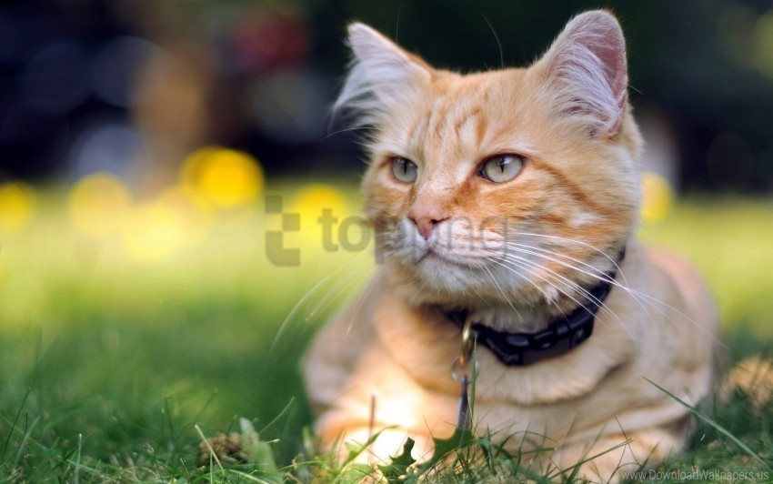 cat collar face striped wallpaper High Resolution PNG Isolated Illustration