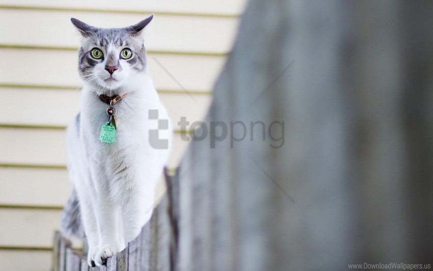 cat collar fence spotted walk wallpaper Free PNG images with alpha transparency comprehensive compilation