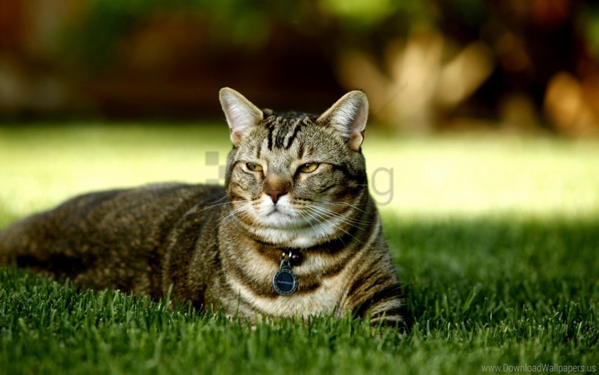 cat collar grass light rest wallpaper PNG images without licensing