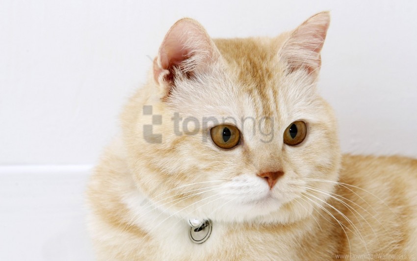cat collar lie muzzle thick wallpaper Transparent PNG images bundle