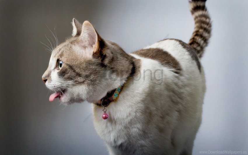 cat collar playful tongue wallpaper Free PNG images with transparency collection