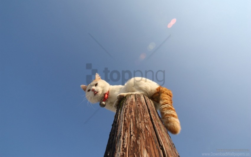 cat collar pole sit wallpaper Transparent PNG Isolated Item with Detail