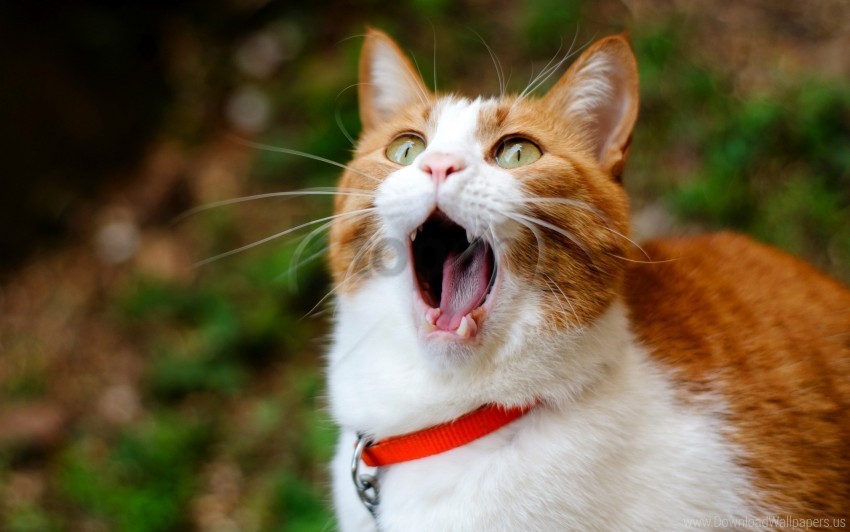 cat collar surprise yawning wallpaper Clear Background PNG Isolation