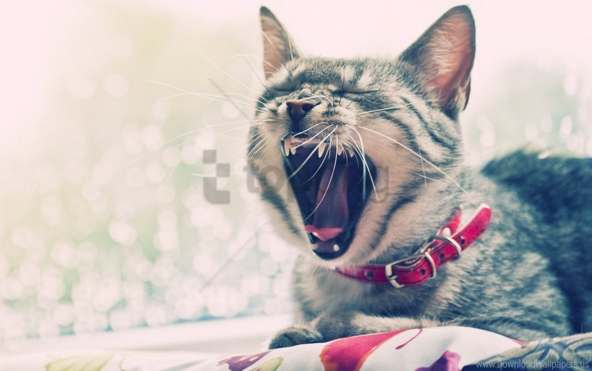 cat collars face yawn wallpaper Isolated Graphic with Transparent Background PNG