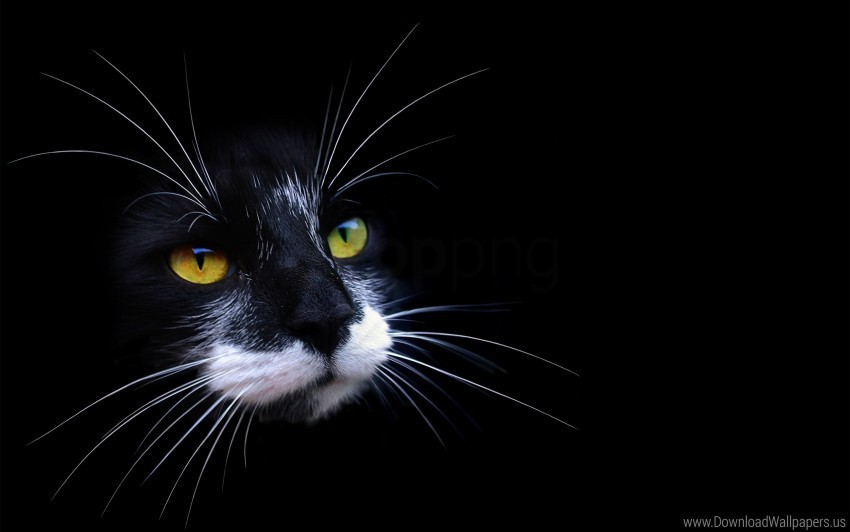 cat color dark face shadow wallpaper PNG files with no backdrop wide compilation