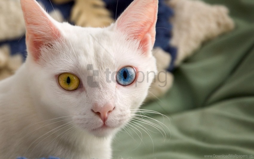 cat color different eyes heterochromia light wallpaper Transparent PNG images complete package