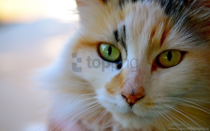 cat color eyes face striped wallpaper Clear Background Isolation in PNG Format