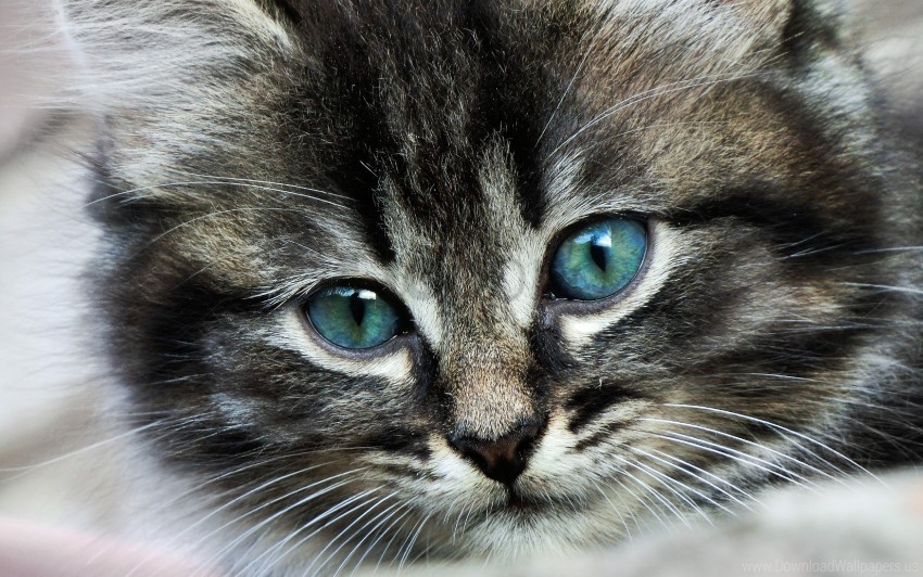cat color eyes face wallpaper PNG Graphic with Transparent Isolation