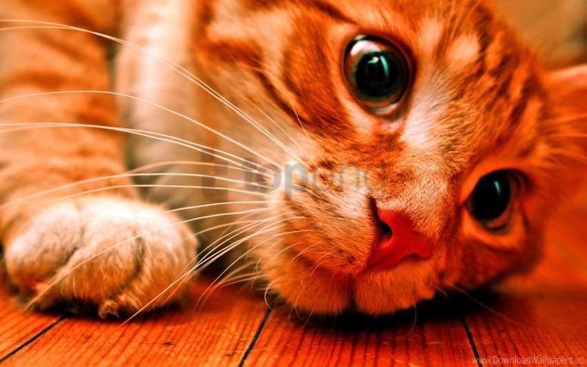 Cat Color Face Look Red Wallpaper Isolated PNG Object With Clear Background