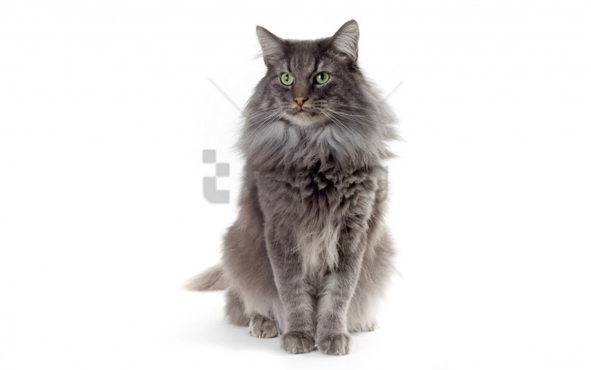 cat color fluffy sitting wallpaper Transparent PNG Isolated Object