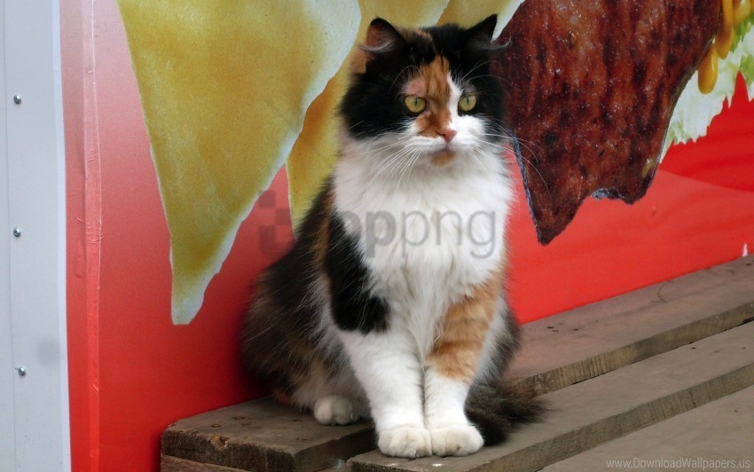 cat color fluffy spotted wallpaper PNG images with transparent elements pack