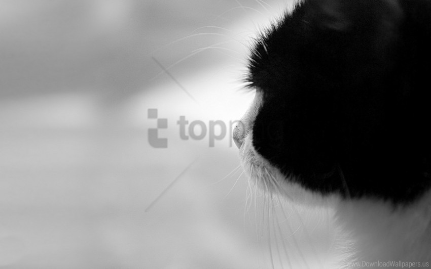 cat color hair muzzle wallpaper Transparent Background PNG Isolated Illustration
