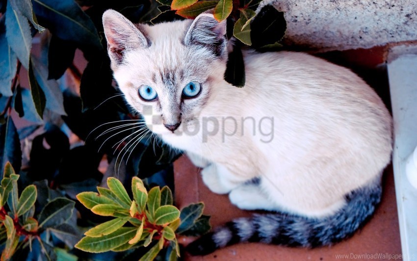 cat color look plant sit window sill wallpaper PNG Image with Isolated Artwork