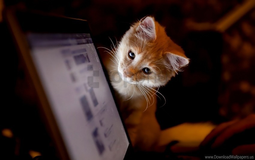 cat computer curiosity wallpaper PNG images with alpha transparency selection