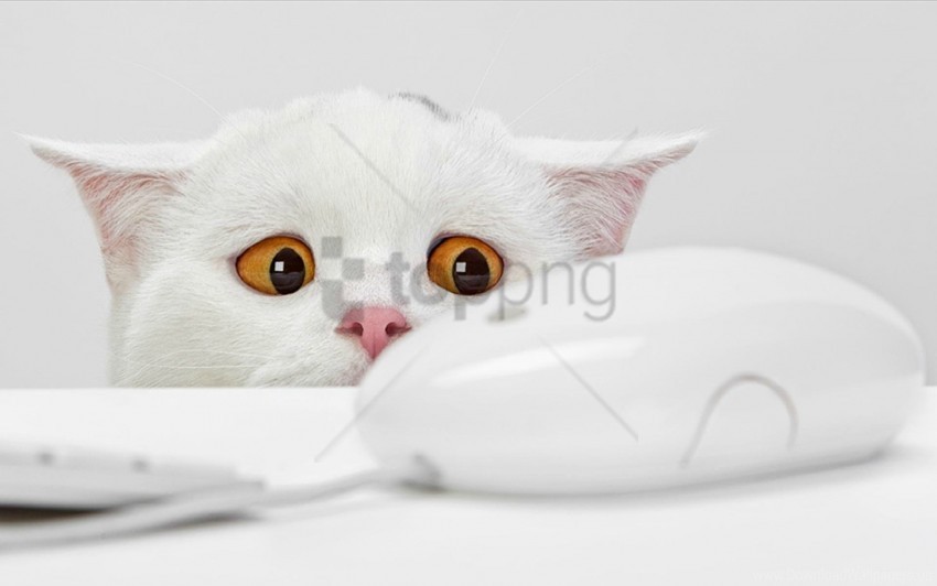 cat computer mouse fear light surveillance wallpaper ClearCut Background Isolated PNG Design
