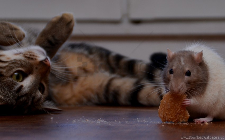 cat cookie playful rat wallpaper PNG images for graphic design