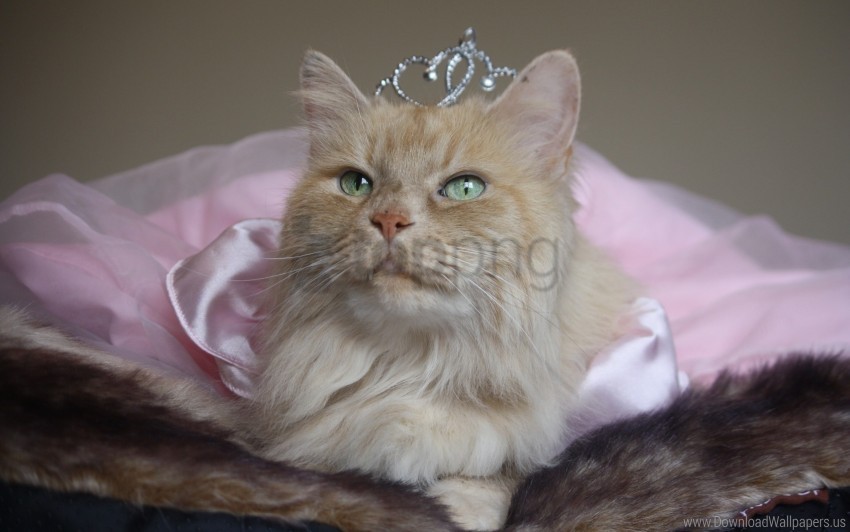 cat crown face fluffy sitting wallpaper HighQuality Transparent PNG Object Isolation