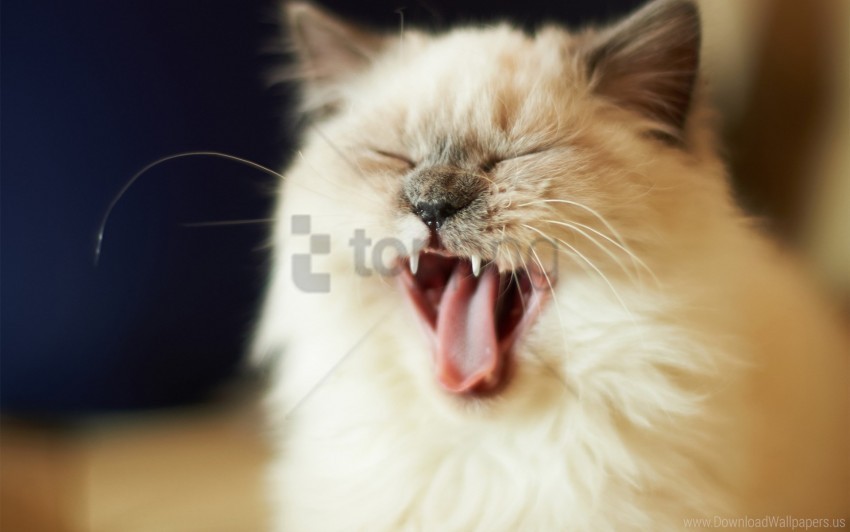 cat cry face fluffy kitten wallpaper Isolated Artwork in HighResolution Transparent PNG