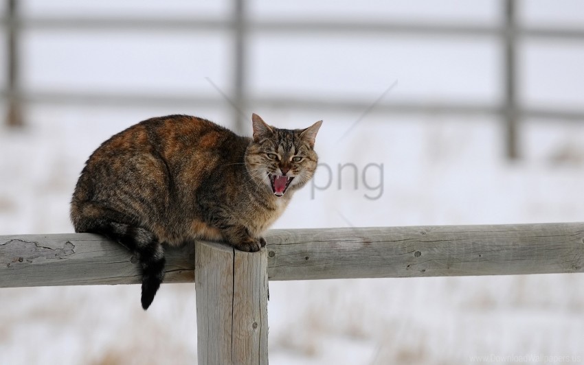 cat cry fence sit snow winter wallpaper Isolated Element with Transparent PNG Background