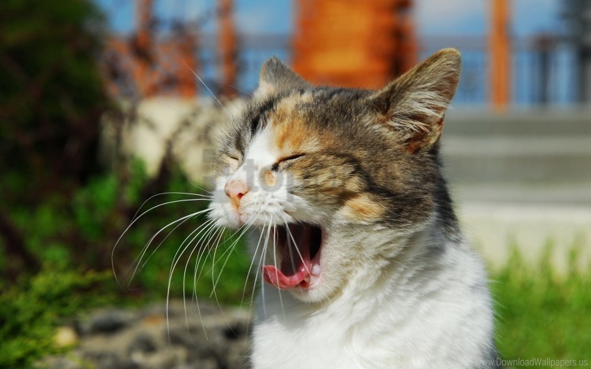 cat cry muzzle sunlight yawn wallpaper ClearCut Background Isolated PNG Art