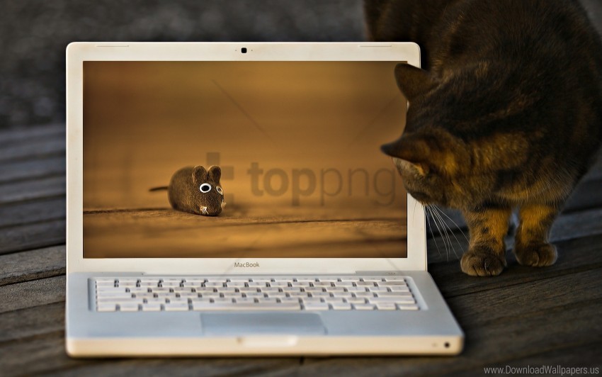 cat curiosity laptop mouse wallpaper Isolated Artwork on Transparent Background PNG