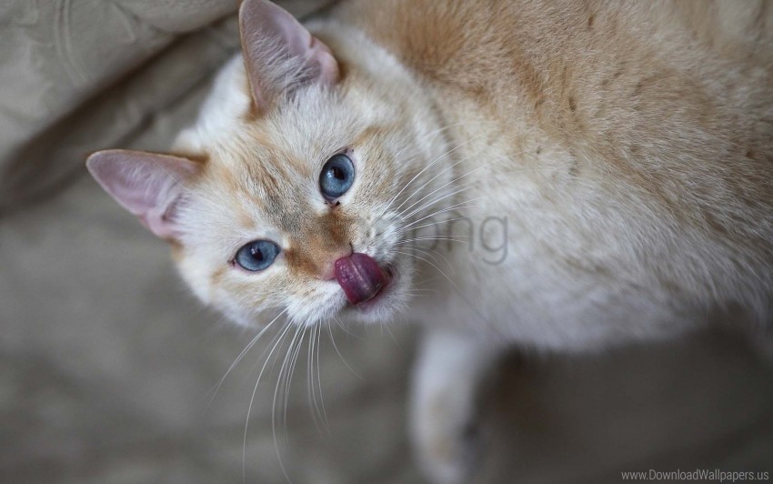 cat curiosity licked tongue wallpaper PNG files with clear backdrop assortment