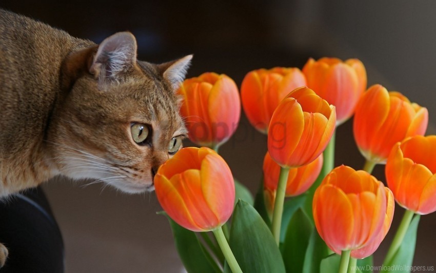 cat curiosity muzzle tulips wallpaper PNG Image with Transparent Cutout