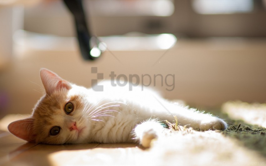 cat curious lie down mat wallpaper PNG Graphic with Transparency Isolation