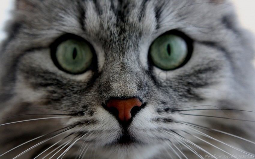 cat cute eyes face fluffy gray wallpaper Transparent PNG vectors