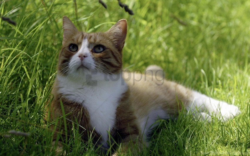 cat cute grass lie down rest wallpaper High-resolution PNG images with transparency