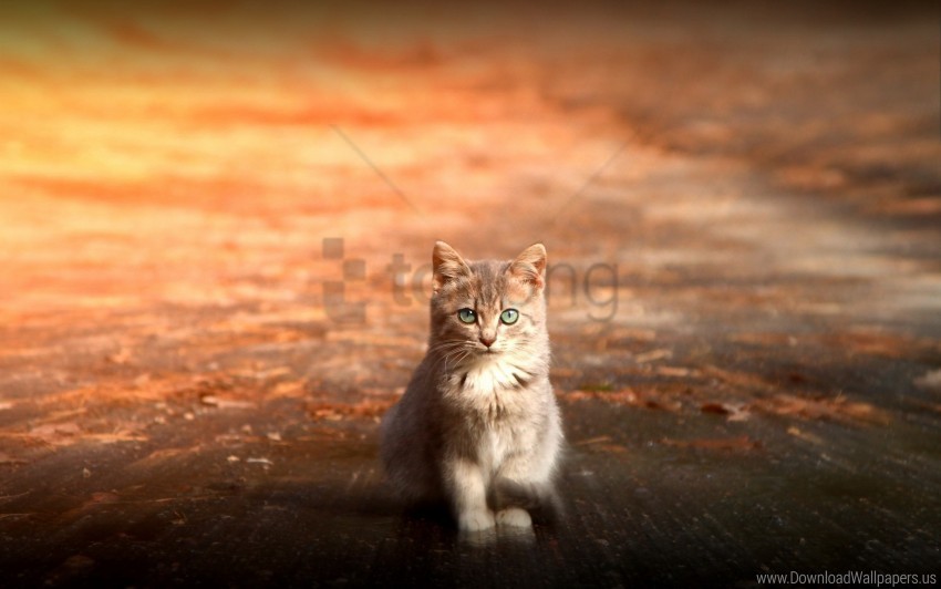 cat cute kitten sitting wallpaper PNG with transparent backdrop