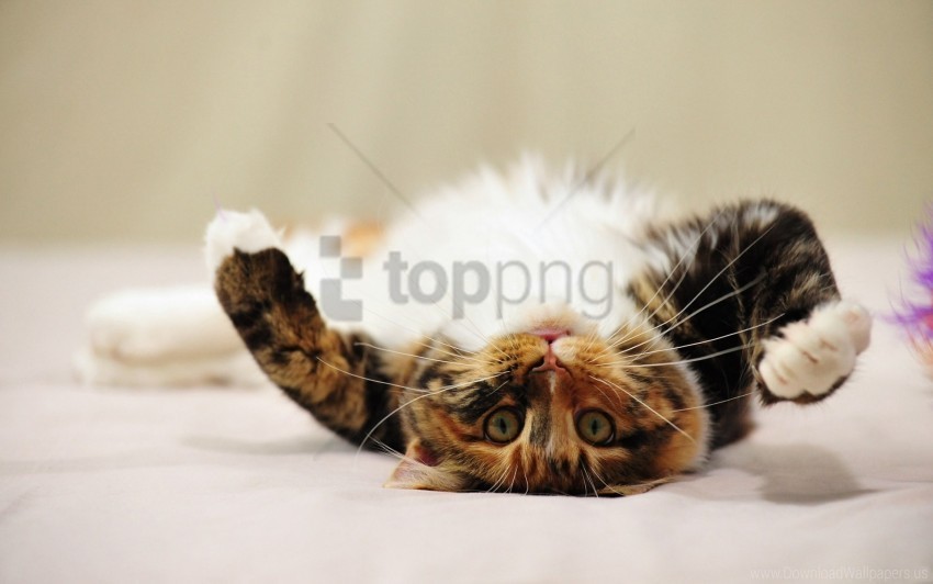 cat cute lie paw playful spotted wallpaper PNG Image with Transparent Isolated Design