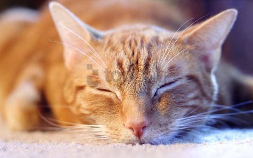 cat cute light muzzle sleep wallpaper PNG images without licensing