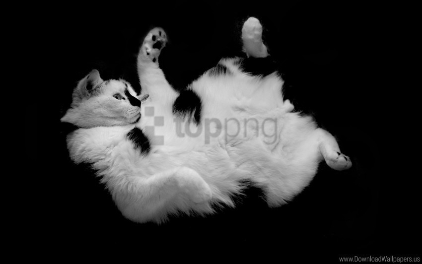 cat cute lying playful spotted wallpaper Isolated Design in Transparent Background PNG