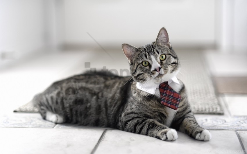cat cute striped tie wallpaper PNG for educational projects
