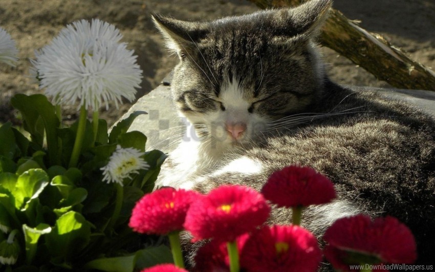 cat daisies flower flower bed lying sleeping wallpaper Transparent background PNG images selection