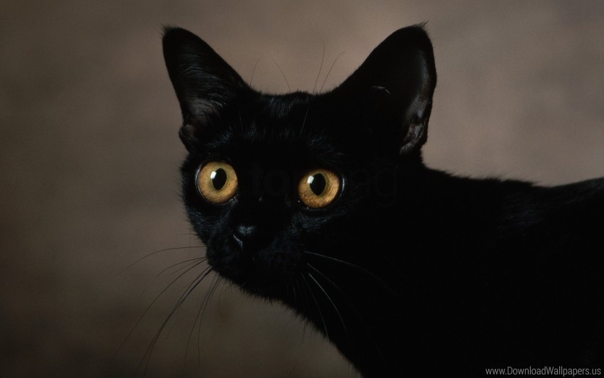 cat dark eyes face wallpaper Transparent art PNG